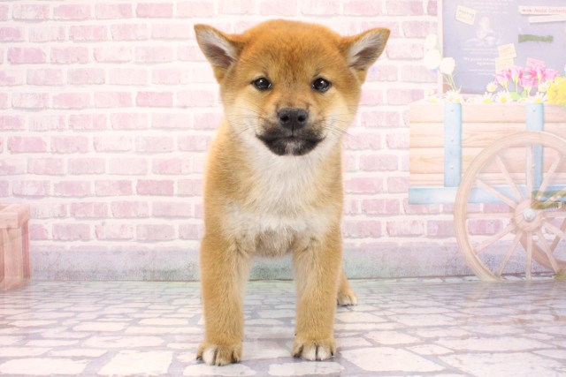 大阪府の柴犬(標準サイズ) (Coo&RIKU東大阪店/2025年9月24日生まれ/女の子/赤)の子犬の1枚目の画像