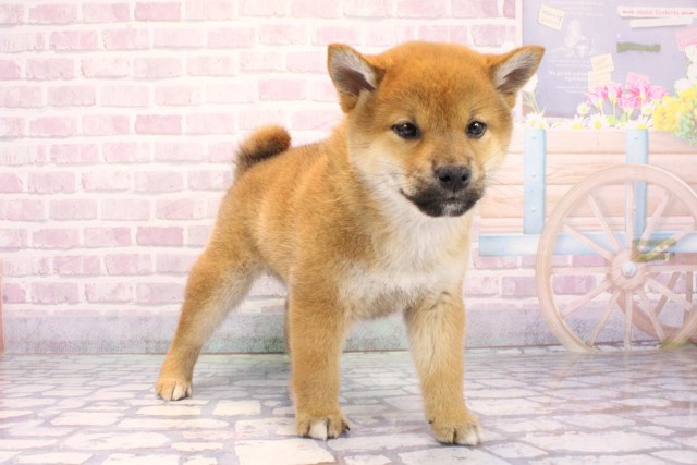 大阪府の柴犬(標準サイズ) (Coo&RIKU東大阪店/2025年9月24日生まれ/女の子/赤)の子犬の2枚目の画像