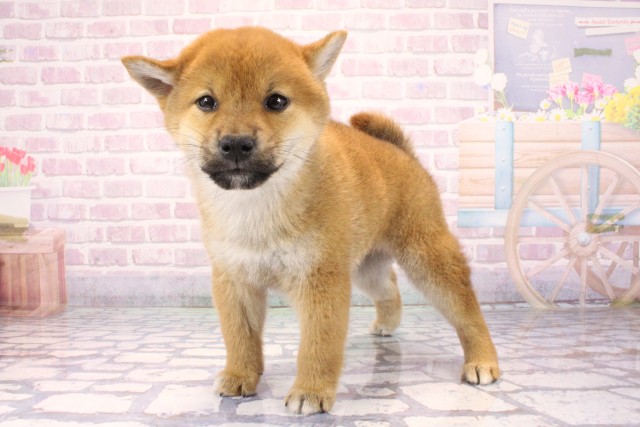 大阪府の柴犬(標準サイズ) (Coo&RIKU東大阪店/2025年9月24日生まれ/女の子/赤)の子犬の3枚目の画像