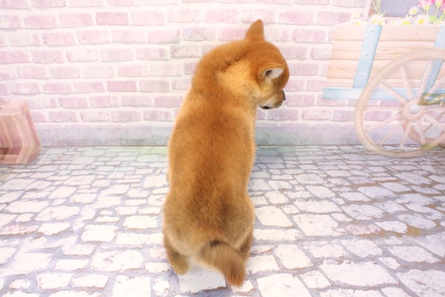 大阪府の柴犬(標準サイズ) (Coo&RIKU東大阪店/2025年9月24日生まれ/女の子/赤)の子犬の4枚目の画像