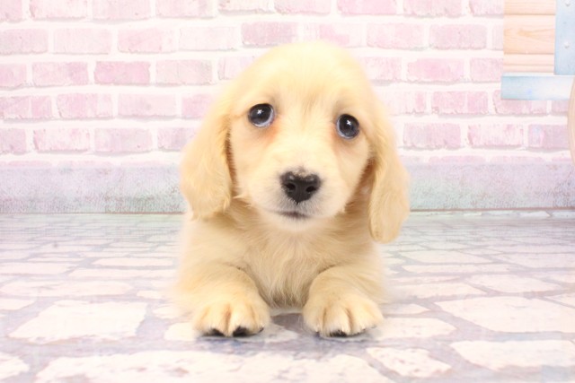 兵庫県のミニチュアダックスフンド(ロング) (Coo&RIKU神戸垂水店/2025年9月25日生まれ/男の子/イエロー)の子犬