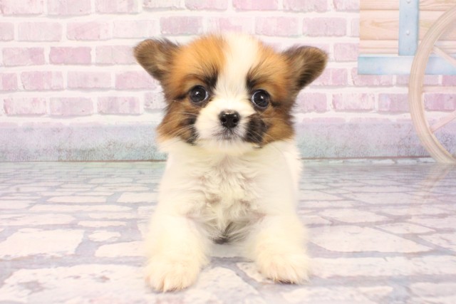 兵庫県のパピヨン (Coo&RIKU神戸三宮店/2025年9月24日生まれ/男の子/ホワイトブラウン)の子犬