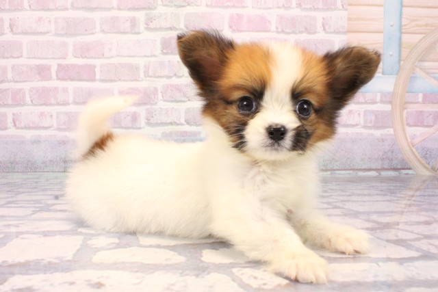 兵庫県のパピヨン (Coo&RIKU神戸三宮店/2025年9月24日生まれ/男の子/ホワイトブラウン)の子犬の2枚目の画像