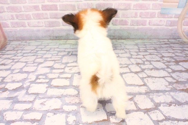 兵庫県のパピヨン (Coo&RIKU神戸三宮店/2025年9月24日生まれ/男の子/ホワイトブラウン)の子犬の4枚目の画像