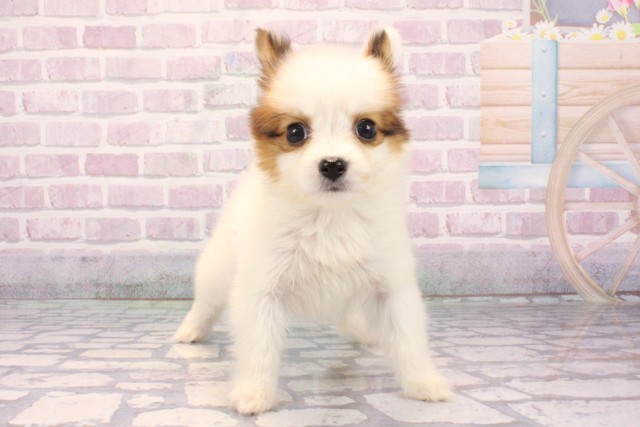 大阪府のパピヨン (Coo&RIKU心斎橋店/2025年9月24日生まれ/女の子/ホワイトブラウン)の子犬