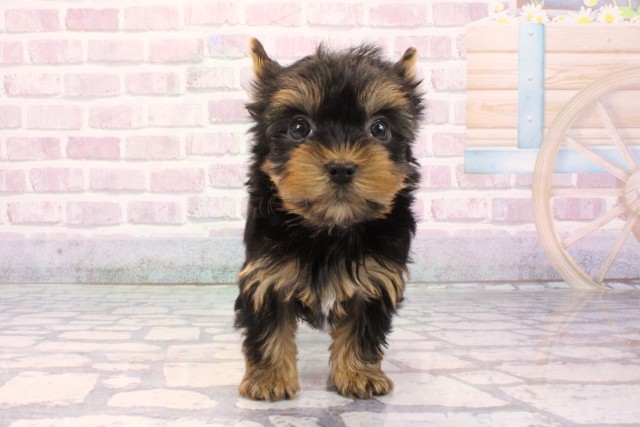 大阪府のヨークシャーテリア (Coo&RIKU心斎橋店/2025年9月25日生まれ/女の子/スチールブルータン)の子犬