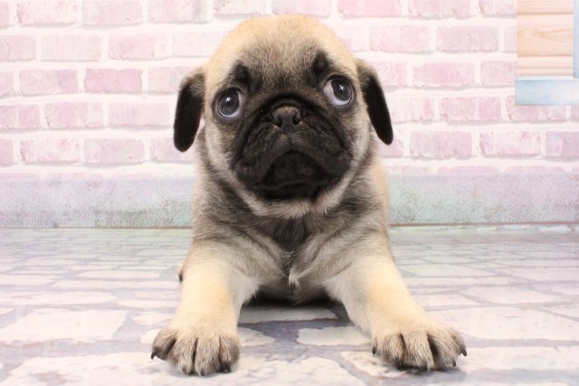 兵庫県のパグ (Coo&RIKU神戸垂水店/2025年9月25日生まれ/男の子/フォーン)の子犬