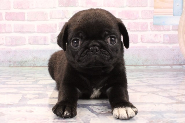 兵庫県のパグ (Coo&RIKU伊丹店/2025年9月25日生まれ/女の子/ブラック)の子犬の1枚目の画像