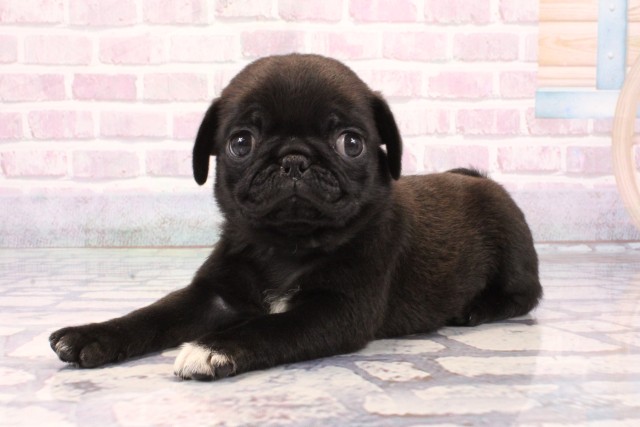 兵庫県のパグ (Coo&RIKU伊丹店/2025年9月25日生まれ/女の子/ブラック)の子犬の3枚目の画像
