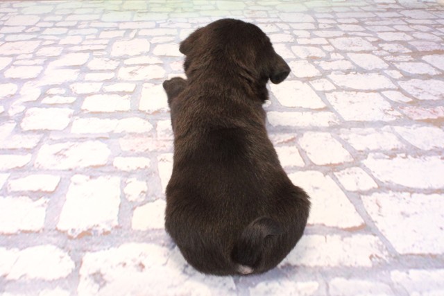 兵庫県のパグ (Coo&RIKU伊丹店/2025年9月25日生まれ/女の子/ブラック)の子犬の4枚目の画像