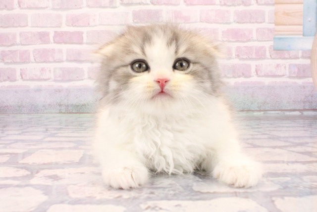 大阪府のスコティッシュフォールド (Coo&RIKU和泉店/2025年9月24日生まれ/男の子/ブルータビーホワイト)の子猫