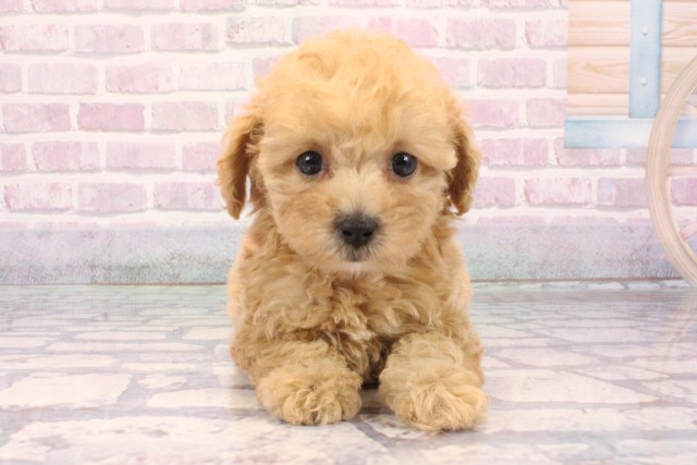 京都府のマルプー(マルチーズ×プードル) (Coo&RIKU舞鶴店/2025年9月25日生まれ/女の子/アプリコット)の子犬