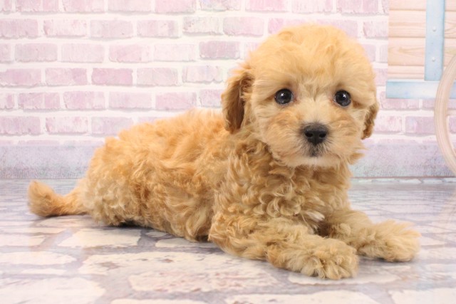 京都府のマルプー(マルチーズ×プードル) (Coo&RIKU舞鶴店/2025年9月25日生まれ/女の子/アプリコット)の子犬の2枚目の画像
