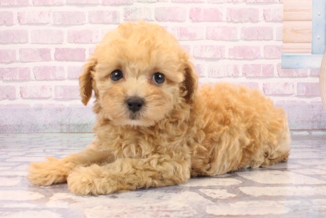 京都府のマルプー(マルチーズ×プードル) (Coo&RIKU舞鶴店/2025年9月25日生まれ/女の子/アプリコット)の子犬の3枚目の画像