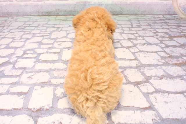 京都府のマルプー(マルチーズ×プードル) (Coo&RIKU舞鶴店/2025年9月25日生まれ/女の子/アプリコット)の子犬の4枚目の画像