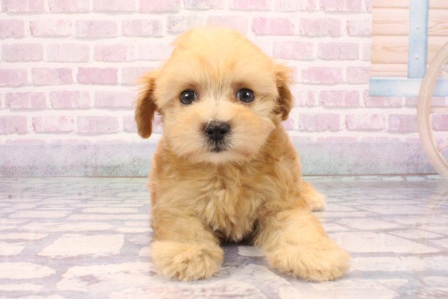 大阪府のマルプー(マルチーズ×プードル) (Coo&RIKU枚方店/2025年9月25日生まれ/女の子/アプリコット)の子犬の1枚目の画像