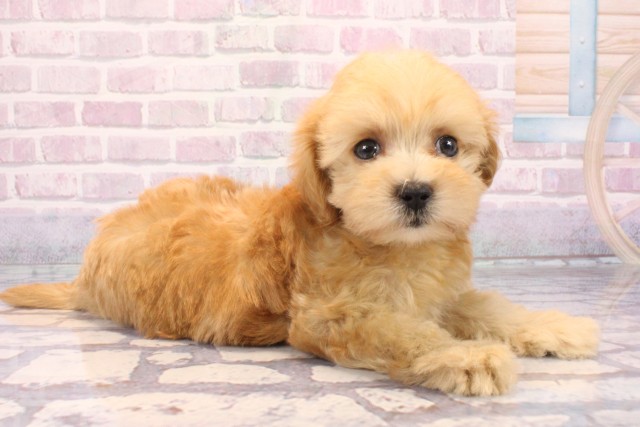 大阪府のマルプー(マルチーズ×プードル) (Coo&RIKU枚方店/2025年9月25日生まれ/女の子/アプリコット)の子犬の2枚目の画像