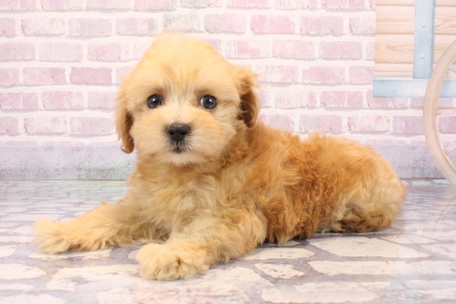 大阪府のマルプー(マルチーズ×プードル) (Coo&RIKU枚方店/2025年9月25日生まれ/女の子/アプリコット)の子犬の3枚目の画像