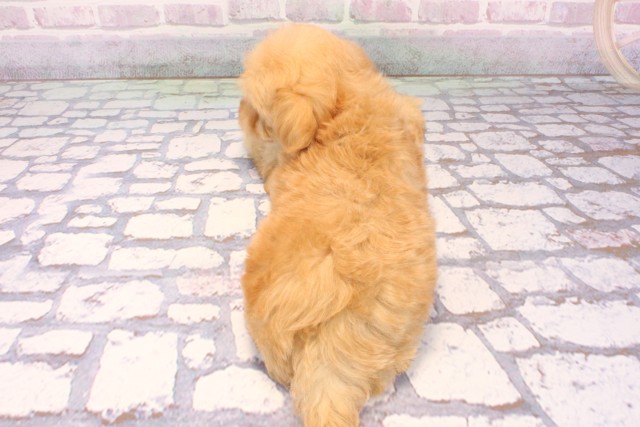 大阪府のマルプー(マルチーズ×プードル) (Coo&RIKU枚方店/2025年9月25日生まれ/女の子/アプリコット)の子犬の4枚目の画像