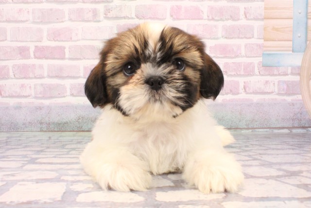 兵庫県のシーズー (Coo&RIKU丹波店/2025年9月22日生まれ/女の子/ホワイトゴールド)の子犬