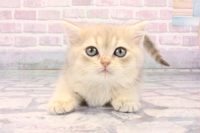 大阪府のブリティッシュショートヘアー (Coo&RIKU心斎橋店/2025年9月23日生まれ/女の子/ブルーゴールデンシェーデット)の子猫の1枚目の画像