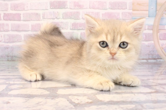 大阪府のブリティッシュショートヘアー (Coo&RIKU心斎橋店/2025年9月23日生まれ/女の子/ブルーゴールデンシェーデット)の子猫の2枚目の画像