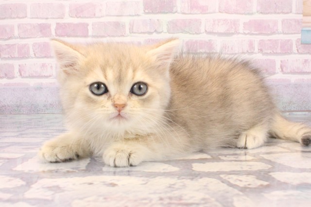 大阪府のブリティッシュショートヘアー (Coo&RIKU心斎橋店/2025年9月23日生まれ/女の子/ブルーゴールデンシェーデット)の子猫の3枚目の画像