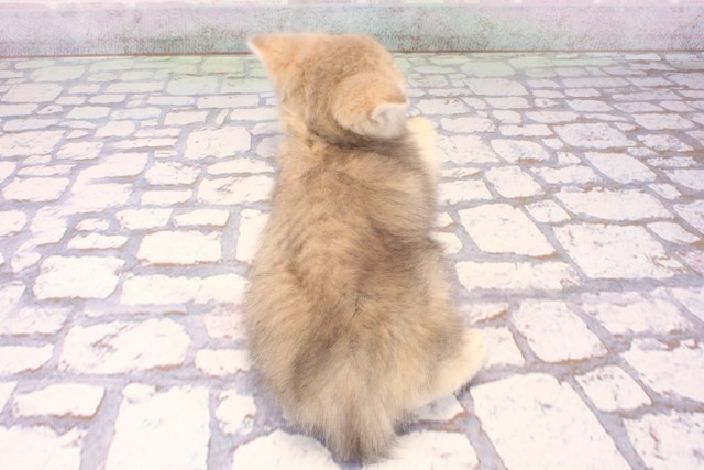 大阪府のブリティッシュショートヘアー (Coo&RIKU心斎橋店/2025年9月23日生まれ/女の子/ブルーゴールデンシェーデット)の子猫の4枚目の画像