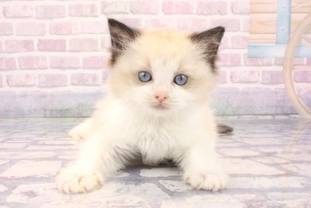 大阪府のラグドール (Coo&RIKU心斎橋店/2025年9月23日生まれ/男の子/シールポイントバイカラー)の子猫