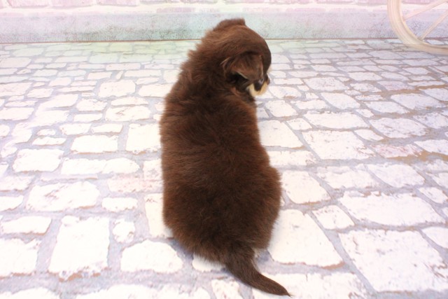 奈良県のチワワ(ロング) (Coo&RIKU奈良富雄南店/2025年9月24日生まれ/男の子/チョコレートタン)の子犬の4枚目の画像