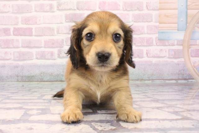 大阪府のミニチュアダックスフンド(ロング) (Coo&RIKU梅田店/2025年9月23日生まれ/女の子/シェーデットイエロー)の子犬の1枚目の画像