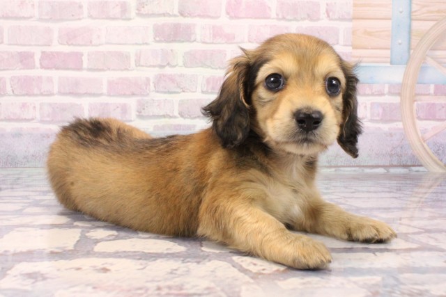 大阪府のミニチュアダックスフンド(ロング) (Coo&RIKU梅田店/2025年9月23日生まれ/女の子/シェーデットイエロー)の子犬の2枚目の画像