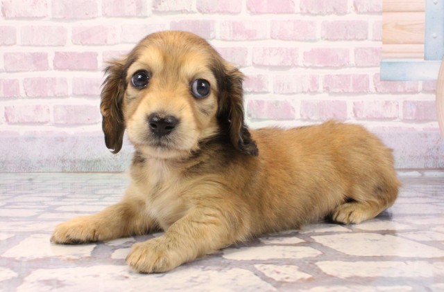 大阪府のミニチュアダックスフンド(ロング) (Coo&RIKU梅田店/2025年9月23日生まれ/女の子/シェーデットイエロー)の子犬の3枚目の画像