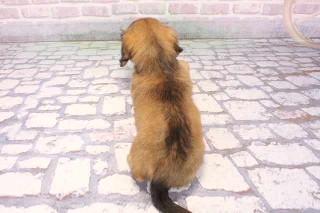 大阪府のミニチュアダックスフンド(ロング) (Coo&RIKU梅田店/2025年9月23日生まれ/女の子/シェーデットイエロー)の子犬の4枚目の画像