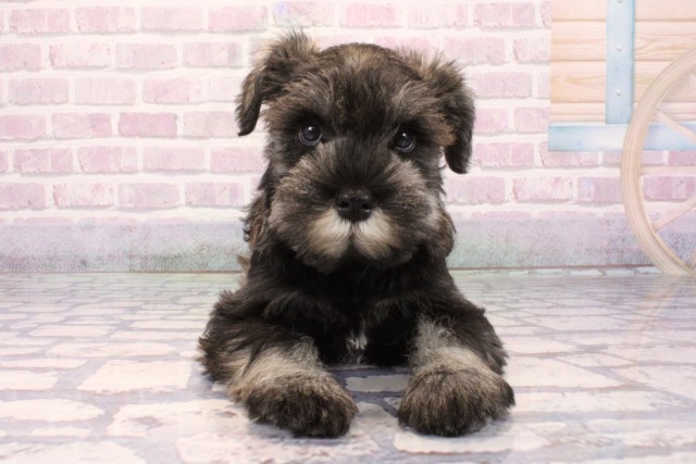 兵庫県のミニチュアシュナウザー (Coo&RIKU伊丹店/2025年9月25日生まれ/男の子/ソルトペッパー)の子犬