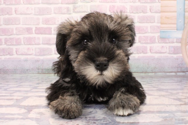 兵庫県のミニチュアシュナウザー (Coo&RIKU三木店/2025年9月20日生まれ/女の子/ソルトペッパー)の子犬