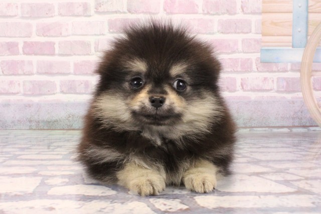 大阪府のポメラニアン (Coo&RIKU心斎橋店/2025年9月21日生まれ/女の子/ブラックタン)の子犬