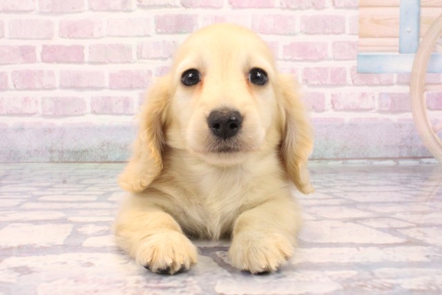 奈良県のカニンヘンダックスフンド(ロング) (Coo&RIKU奈良富雄南店/2025年9月24日生まれ/男の子/イエロー)の子犬の1枚目の画像