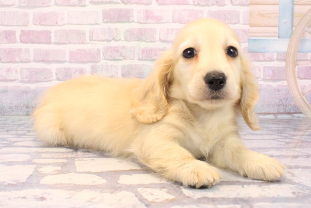 奈良県のカニンヘンダックスフンド(ロング) (Coo&RIKU奈良富雄南店/2025年9月24日生まれ/男の子/イエロー)の子犬の2枚目の画像