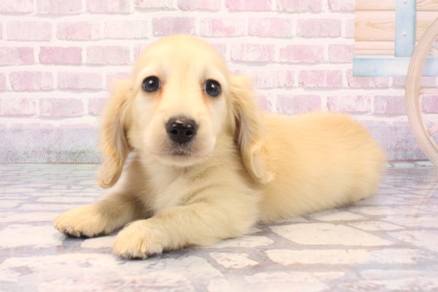 奈良県のカニンヘンダックスフンド(ロング) (Coo&RIKU奈良富雄南店/2025年9月24日生まれ/男の子/イエロー)の子犬の3枚目の画像