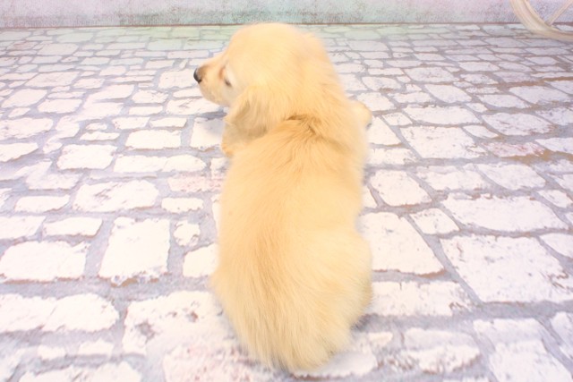 奈良県のカニンヘンダックスフンド(ロング) (Coo&RIKU奈良富雄南店/2025年9月24日生まれ/男の子/イエロー)の子犬の4枚目の画像