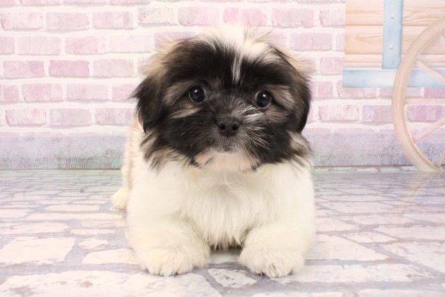 奈良県のペキマル/マルペキ(ペキニーズ×マルチーズ) (Coo&RIKU奈良新庄店/2025年9月21日生まれ/女の子/パーティーカラー)の子犬の1枚目の画像