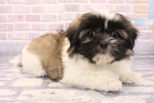 奈良県のペキマル/マルペキ(ペキニーズ×マルチーズ) (Coo&RIKU奈良新庄店/2025年9月21日生まれ/女の子/パーティーカラー)の子犬の2枚目の画像