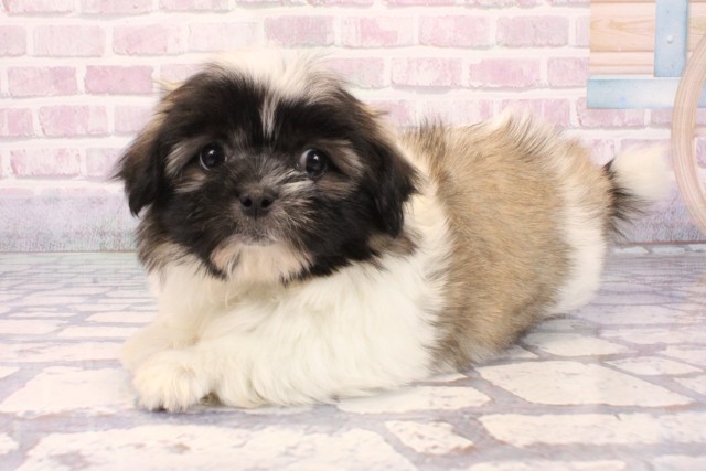 奈良県のペキマル/マルペキ(ペキニーズ×マルチーズ) (Coo&RIKU奈良新庄店/2025年9月21日生まれ/女の子/パーティーカラー)の子犬の3枚目の画像