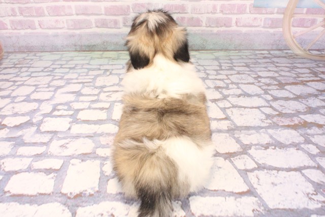 奈良県のペキマル/マルペキ(ペキニーズ×マルチーズ) (Coo&RIKU奈良新庄店/2025年9月21日生まれ/女の子/パーティーカラー)の子犬の4枚目の画像