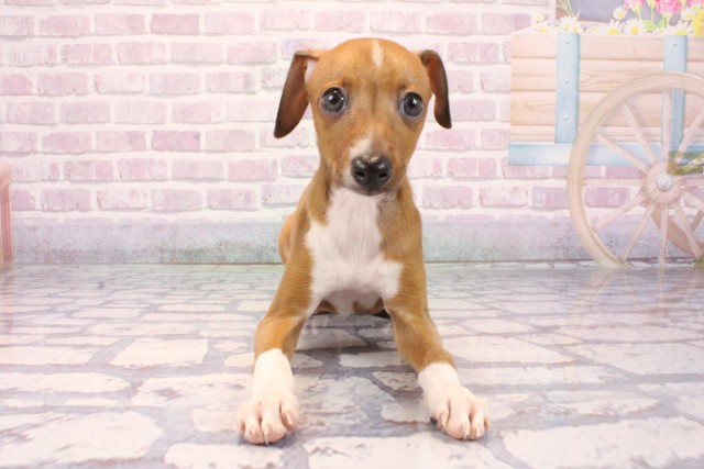 兵庫県のイタリアングレーハウンド (Coo&RIKU姫路店/2025年9月25日生まれ/男の子/レッドホワイトマーキング)の子犬