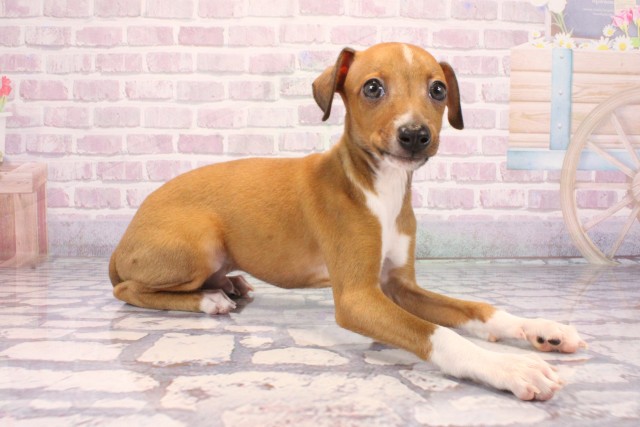 兵庫県のイタリアングレーハウンド (Coo&RIKU姫路店/2025年9月25日生まれ/男の子/レッドホワイトマーキング)の子犬の2枚目の画像