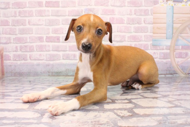 兵庫県のイタリアングレーハウンド (Coo&RIKU姫路店/2025年9月25日生まれ/男の子/レッドホワイトマーキング)の子犬の3枚目の画像