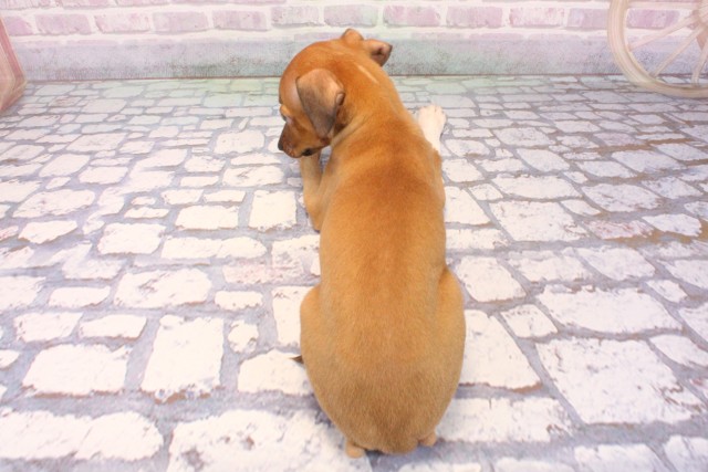 兵庫県のイタリアングレーハウンド (Coo&RIKU姫路店/2025年9月25日生まれ/男の子/レッドホワイトマーキング)の子犬の4枚目の画像