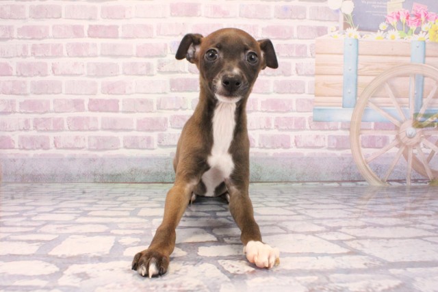 奈良県のイタリアングレーハウンド (Coo&RIKU奈良新庄店/2025年9月25日生まれ/男の子/シールホワイト)の子犬の1枚目の画像